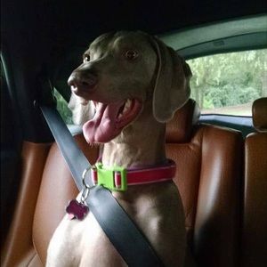 Meet your Posher, Vivian